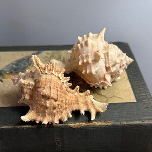 Natural Seashell Home Accent Decor